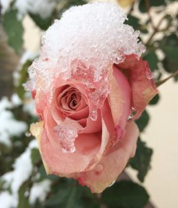Rose Advent